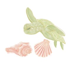 Composition on a marine theme from illustrations of watercolor turtles and coral-colored shells on a white background