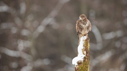 Common buzzard, buteo buteo, sitting on stump in wintertime nature. Bird of prey looking on branch with copy space. Wild feathered predator observing on snowy tree.