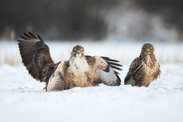Three common buzzard, buteo buteo, standing on snow in winter nature. Group of birds of prey...