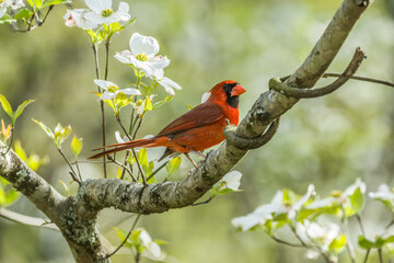 Cardinal in a flowering dogwood tree - Powered by Adobe