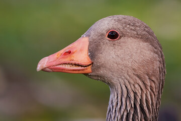 Greylag Goose head close-up (Anser anser)	