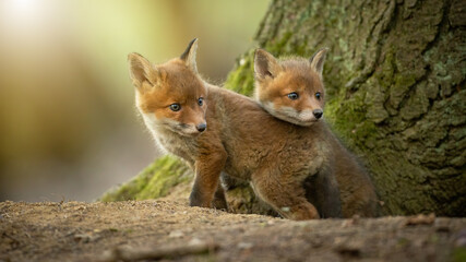 Two little red fox, vulpes vulpes, cuddling next to tree in sunlight. Siblings of baby mammals...