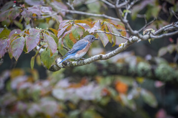 Eastern bluebird perched on a branch