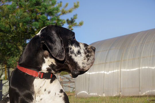 Summer portrait of a harlequin Great Dane male (giant dog) with a blue sky and a green pine tree