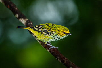Tangara