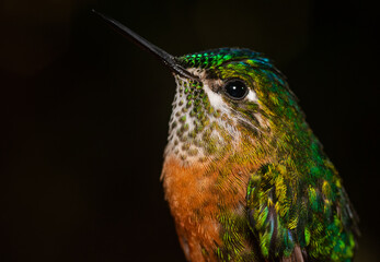 Colibri © kripsy