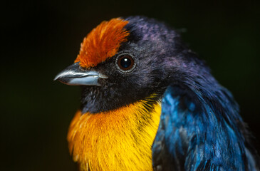 Tangara