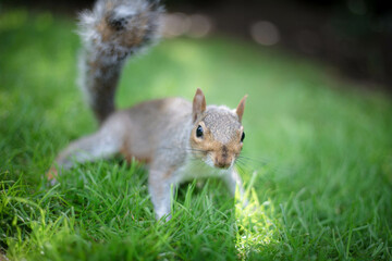 Squirrel in St. James’s Park