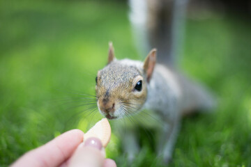 Naklejka na ściany i meble Squirrel in St. James’s Park wants cookie