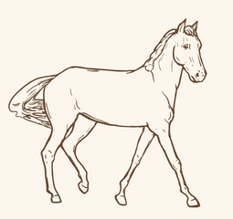 Horse drawing in line art style. Outline of a horse hand drawn vector illustration