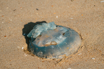 jellyfish on the beach © LDC