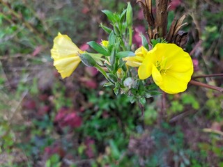 yellow flower in the garden