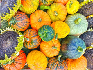 pumpkins and sunflowers lie on the ground