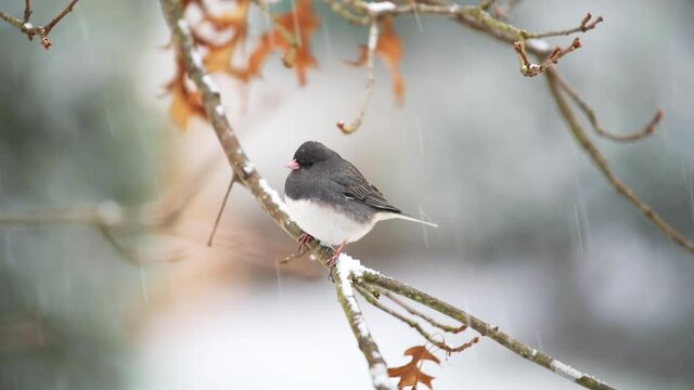 Dark-eyed junco cute small bird perched closeup sitting cleaning beak perching on tree during winter snow in Virginia puffed up in cold 