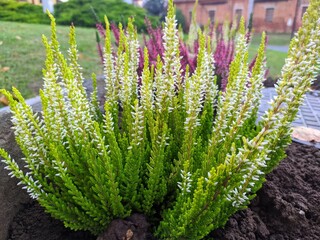 grass in the garden