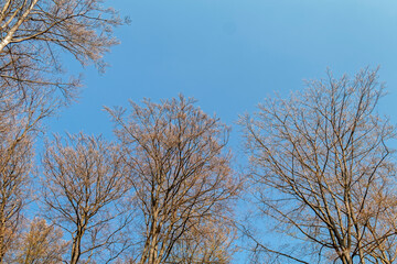 The beginning of spring - deciduous buds on trees.
