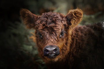 baby cow in the wild