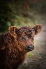 Fototapeta premium portrait of a baby cow