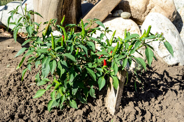 A small red pepper bush grows in the garden.