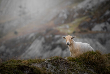 sheep in the mountains