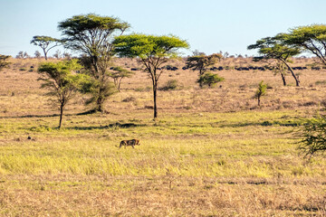 Fototapeta na wymiar Tanzania, Serengeti park – Lion.