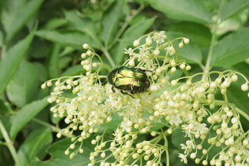 K&auml;fer auf Bl&uuml;te