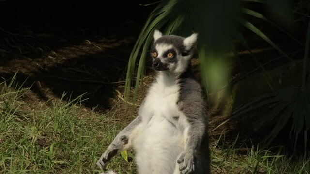 Ringtail lemur sunbatuing in a zoo park - Lemur catta