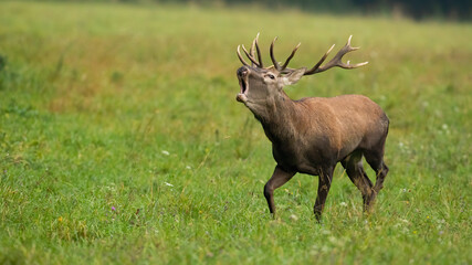 Male red deer, cervus elaphus, bellowing with open mouth in autumn with copy space. Animal wildlife...