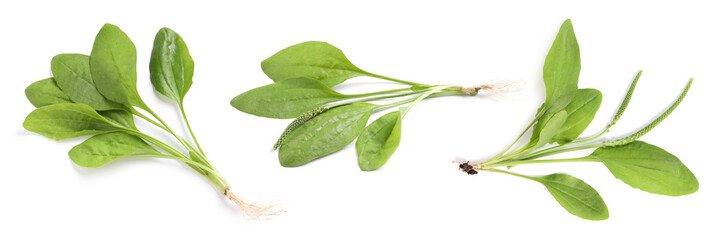 Set with fresh broadleaf plantain plants on white background. Banner design © New Africa