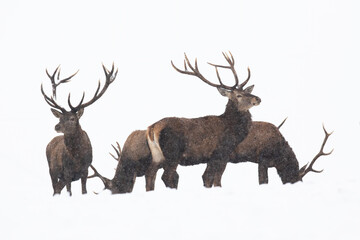 Group of red deer, cervus elaphus, standing on snow isolated on white background. Herd of antlered mammals observing in cold season with copy space. Many stags looking cut out on blank.