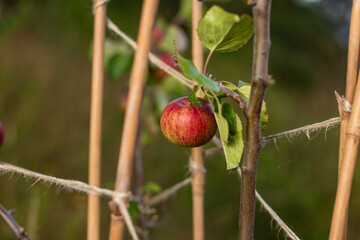 Red ripe apples hanging from a tree bransch.