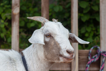 Head of a white goat close-up