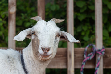 Head of a white goat close-up