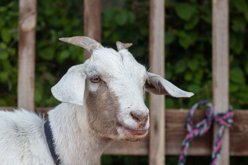 Obraz premium Head of a white goat close-up