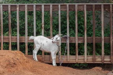 A white goat tied to a fence