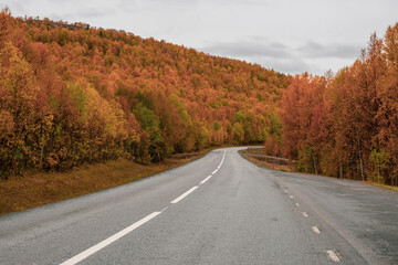 Fototapeta premium Road going through autumn forest