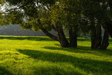 Sunlight and shadows from a tree in a green clearing in the early morning.