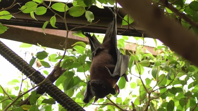 Greater Indian fruit bat hanging on the roof - Pteropus giganteus