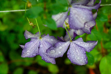 Three violet clematis flowers with water drops on petals