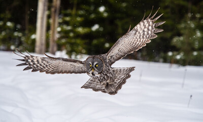 Great Grey Owl (strix nebulosa) swooping in flight with bright yellow eyes glaring in a winter setting.