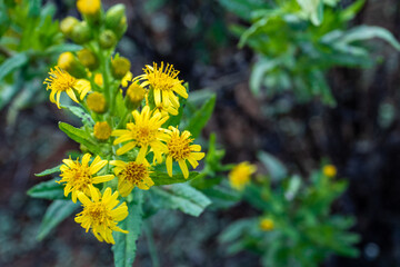 yellow flowers in the garden