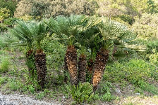 Palmito or Margalló (Chamaerops humilis) Small palm trees typical of the Mediterranean mountains.