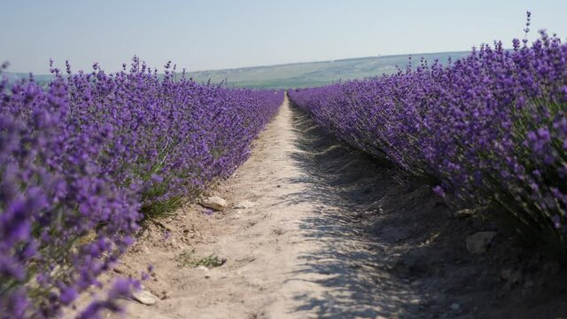 bright beautiful flowering field of lavender