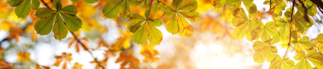 Panoramic view of chestnuts leaves in autumnal park on the sunny background