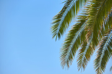 Bright branches of palm trees on blue sky with copy space