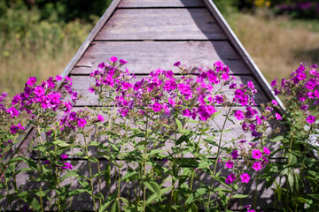 Beautiful purple flowers on the background of an old wooden well in the village.