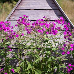 Beautiful purple flowers on the background of an old wooden well in the village.