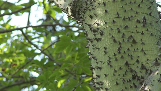 Spikes and thorns on the trunk of a tree. Ceiba speciosa. Chorisia speciosa
