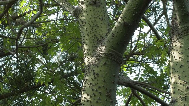 Trunk of a tree with spikes and thorns. Ceiba speciosa. Chorisia speciosa