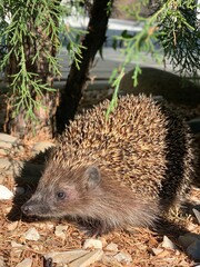 hedgehog in the garden